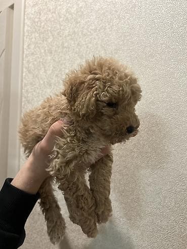 toy pudel haqqinda: Pudel, 1 ay, Peyvəndli — 3