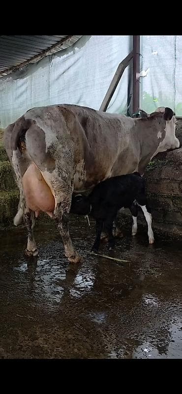 itlerin satisi ve qiymetleri: Südlük inək və bala -cins sives süd verimi 21 lt qarantia verirem — 7