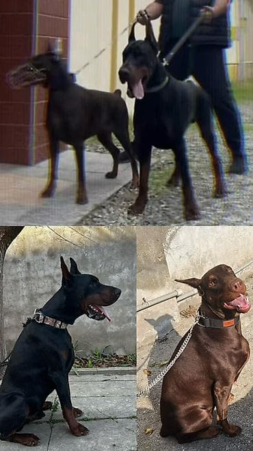 avcarka balaları: Doberman, 3 ay, Dişi, Peyvəndli — 1