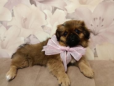 ucuz pekines satilir: Pekines — 2