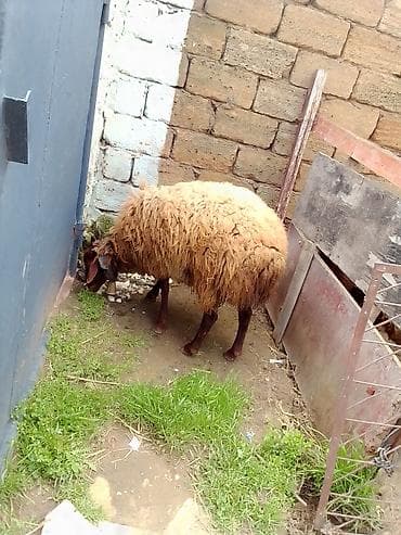 lalafo.az atlar: Erkey toğulu satılır istəyən olsa yazsın video sun atım baxın real — 2