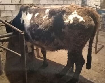 sort inəklər: Mal-qara – inək - Cins: qarışıq yerli südlük/ətlik tip - Rəng — 1