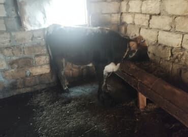 inekler: Dişi, il: 1, 100 kq, Damazlıq, Ünvandan götürmə — 3