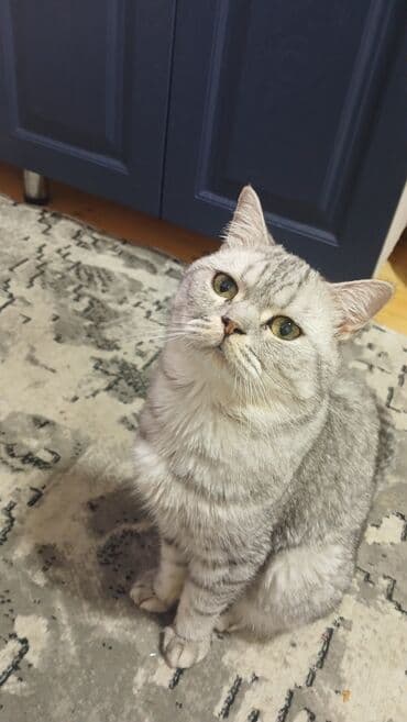 ağ qara pişik: Britan, Erkək, Ünvandan götürmə — 1