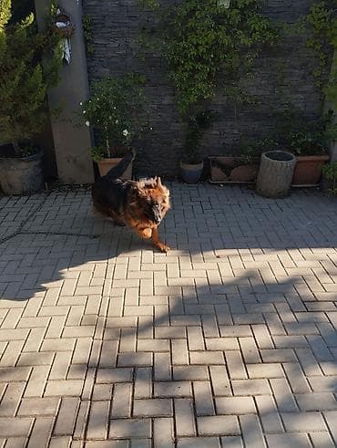 İtlər: Alman çoban iti, 4 ay, Dişi, Peyvəndli, Ödənişli çatdırılma — 1