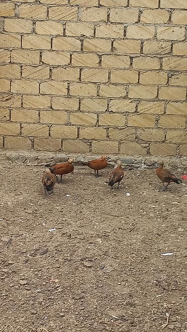 Ruddy shelduck (Tadorna ferruginea) – dekorativ su quşları - Rəng — 2