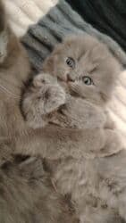 шотландские котята в баку: Шотландская, Самка — 6