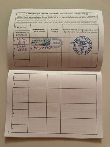 отдам в добрые руки шпица: Təmiz cins Pomeranian Spitz balası. Doğum tarixi: 12.11.2024. Çipli — 14