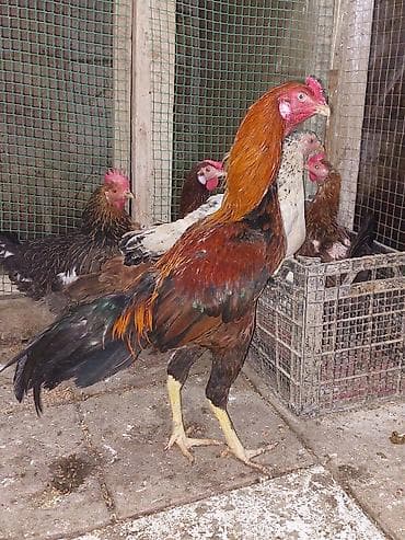 it xaltalari satisi: Heyratı xoruz 1 yaş. 60 m — 1