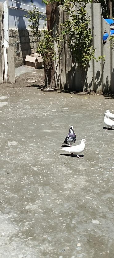 sanen keci: Məhsul: Ev göyərçinləri (dekorativ və uçuş üçün) barter var qzgın erek — 1