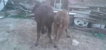 ana bala keci: Dana, buzov, Dişi, ay: 1, 100 kq, Damazlıq, Ünvandan götürmə, Ödənişli çatdırılma — 6