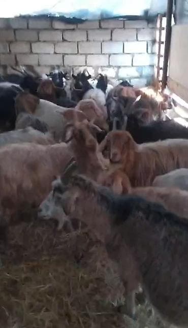 yerli inek cinsleri: 40 dene iki qadın doğmuş keçilər satılır boğaz var iclerinde - Növ — 2