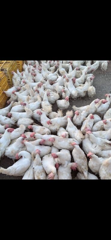 Toyuq, Liqorin, Ətlik