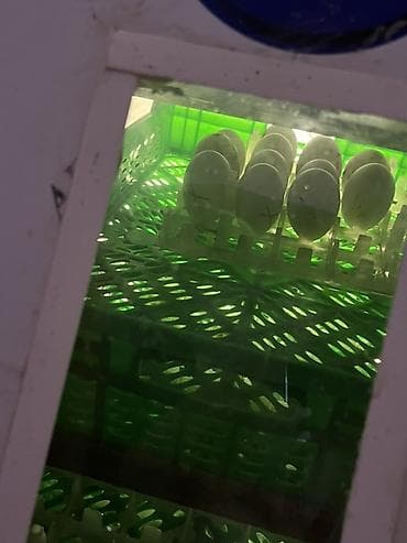 İstehsal avadanlığı: Tam avtomat — 5