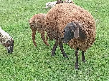 balaca quzu: Qoyun (qəhvəyi yunlu) Qala qoyunu toglu 1nci qarna bogaz - Cins tipi — 4