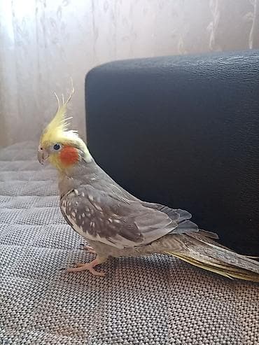 Heyvanlar üçün mallar: Tam sağlam quşdu .Ələ öyrədilmiş quşdu,özü gəlir ələ.Erkəydi.1 yaşı — 1