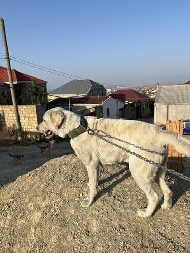 itler piknes: Labrador-retriver, 3 il, Erkek, Sənədli, Ünvandan götürmə — 13