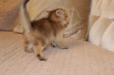 Digər heyvanlar: Qızıl şinşilla, Erkək — 4