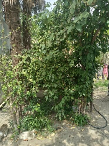 meyve tərəvəz: RT Arxasında körpüdən sağda 2 ci küçədə 2 mərtəbəli 8 otaqlı həyət evi — 31