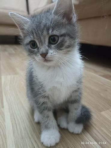 Tabbi, Yaxşı əllərə, Ünvandan götürmə