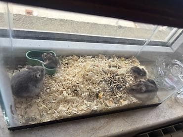 hamster al: Hamsterlər satılır 5 ədəd hər şey daxil Şəffaf şüşə terrariumda bir — 3