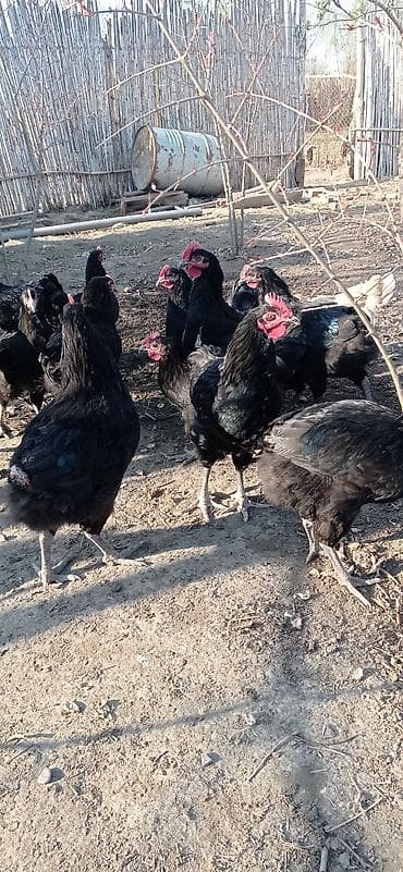 Bu xoruzlar qara rəngli, parlaq tüklərə və canlı qırmızı pipiyə lalafo.az -da Bu xoruzlar qara rəngli, parlaq tüklərə və canlı qırmızı pipiyə