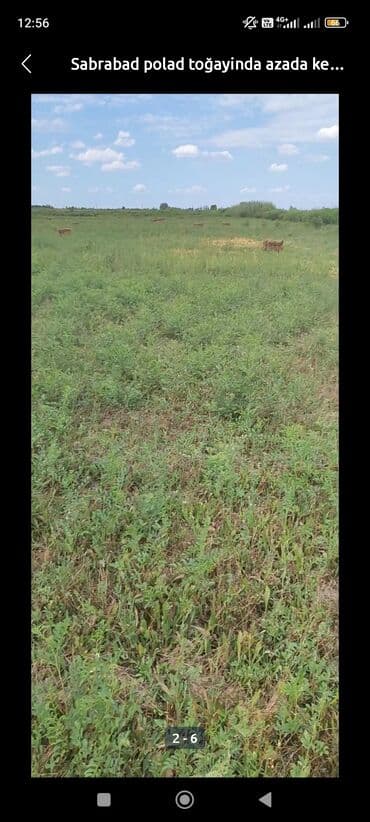 turkanda bag evi: 800 sot, Kənd təsərrüfatı, Kupça (Çıxarış) — 4