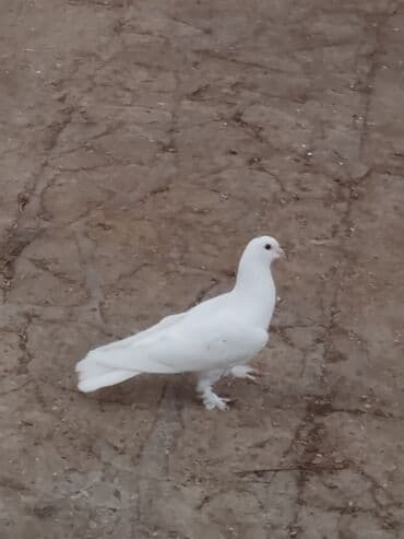 ayliq 10 azn internet: Heyvan Bakıda pirşağıdadi tam sağlam heyvandi qızğın erkeydi — 2