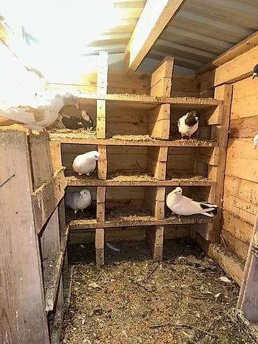 haski iti: Ağacdan hazırlanmış rəngli it evi/volyer - Material: qalın taxta — 7