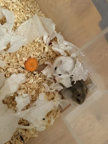 evren cuce yemi: Djungarian hamsterlər – balalar var, ortalar var, boyukler var🫶🏻 — 6