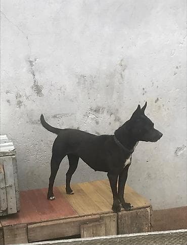 it balalari satilir: 1 il, Dişi — 5