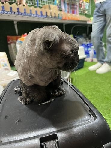 ucuz pişikler: Məhsul: Pişiklər üçün peşəkar baytar-grooming xidməti Təsvir: - — 2