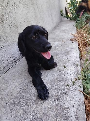 coban iti adlari: Koker spaniyel, 1 il, Dişi — 4