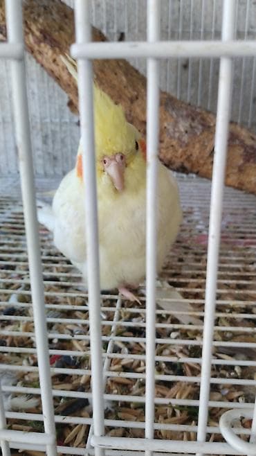 tutuquşlar: Watsap elaqe saxlayin Nimfa (Cockatiel) tutuquşuları – müxtəlif — 4