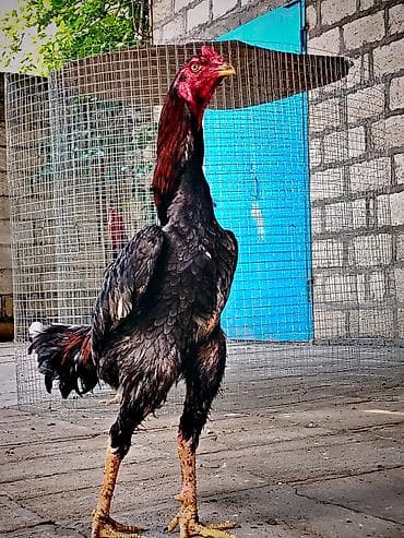 qus bazari bakida: Toyuq cücələri, Damazlıq — 1