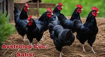 Ördəklər: Toyuq, Australorp, Damazlıq — 2