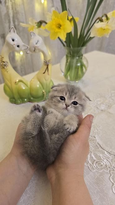 Pişiklər: Şotland — 9