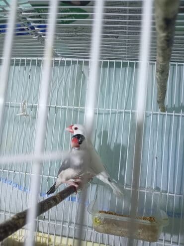 quş yuva: Hazr cüt bala verən risovıy amadin, erkəyi çox gözəl oxuyuryuva — 2