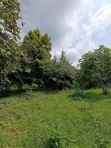 otaq studiya: Şəki, 300 kv. m, 8 otaq, Hovuzsuz, İnternet, Telefon, Qaz — 9