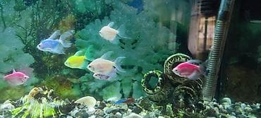 siçan telesi: Glofish, Sülhsevər — 1