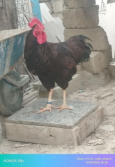 Куры: Tam orginal aktiv redayland xoruzu - Cins/Tip: Yerli ət‑yumurta — 2