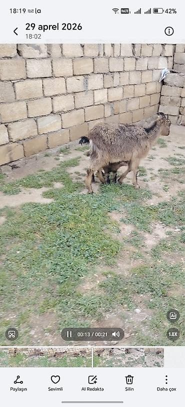 kişi keçə şap şapları: Ana bala 1 ci qarna erkey bala ile — 4