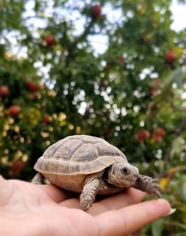 Hər yaşa uyğun Tısbağa. 3-2-1 yaş və 1 aylıq