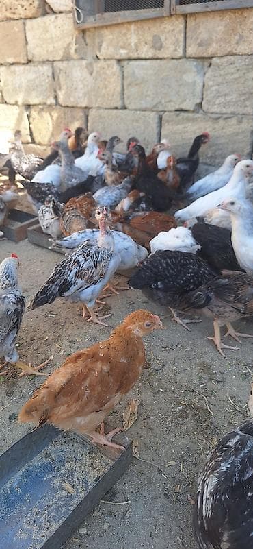cucə yuvası: Toyuq cücələri, Damazlıq — 2