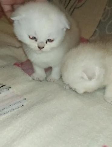 qax heyvan: Шотландская — 4