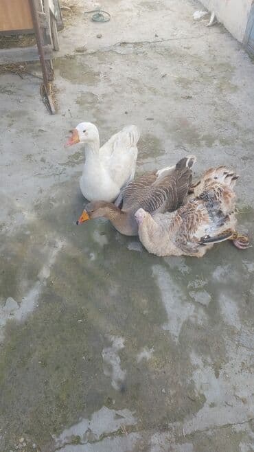 damaz: Qazlar satılır – 1baş - Növ: ev qəzləri - Rənglər: ağ, boz və qəhvəyi — 1