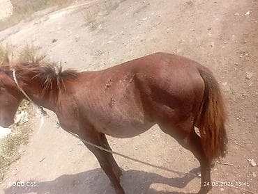 Erkək, Qarabag, il: 1, Ödənişli çatdırılma