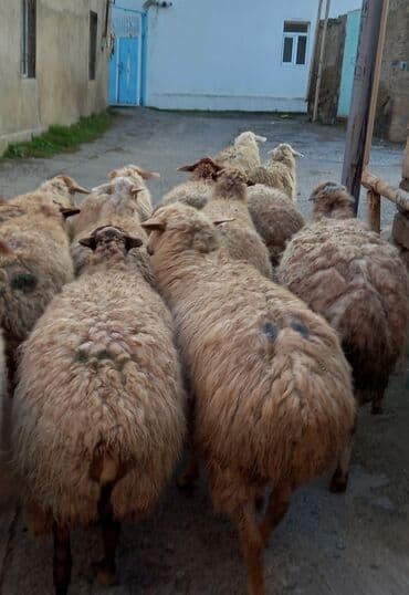 Dana, buzov: Boğaz qoyunlar satlır — 1