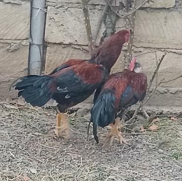 Xoruz, Heyratı, il: <1, Ödənişli çatdırılma lalafo.az -da Xoruz, Heyratı, il: <1, Ödənişli çatdırılma