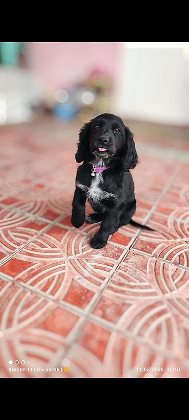 ev itler: Koker spaniyel, 2 ay, Dişi, Peyvəndli — 2